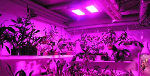 LED植物生长灯效果图